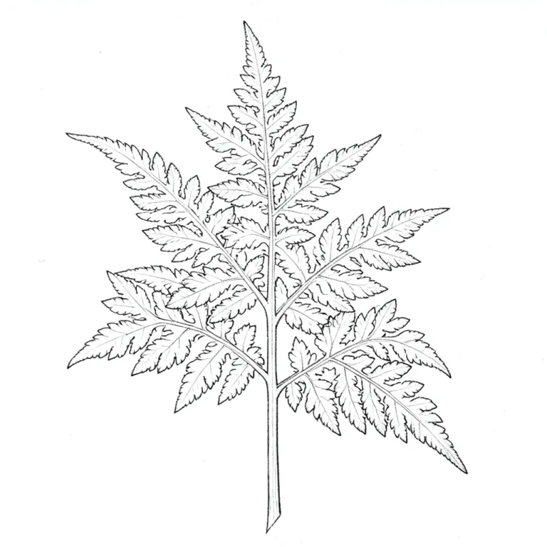 Sketch AI image — botanical study of a fern